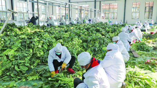 黎平首家脱水蔬菜加工厂正式运营