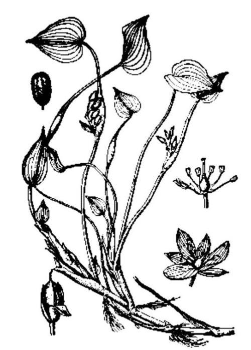 鸭舌草的简笔画