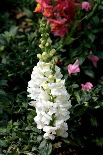 转载金鱼草花语清纯的心