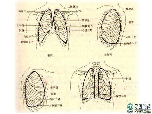 壁层胸膜;;                         胸膜投影