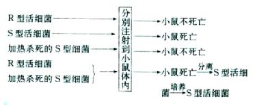 ①实验过程