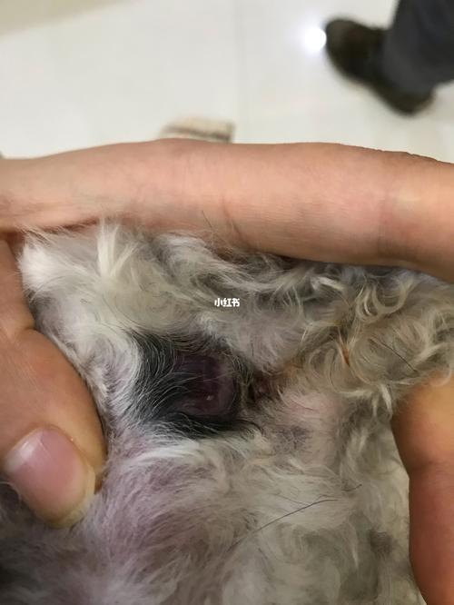 肛门腺_泰迪_灰泰迪_宠物_狗