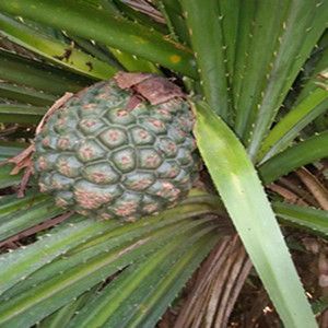野生假菠萝