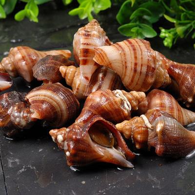 鲜活新鲜小海螺 大连獐子岛 新鲜海螺 海捕野生角螺 海洋贝类