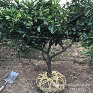 大量处理特大桔子树 柑橘树苗 蜜桔树 绿化果树苗 橘子树苗木批发