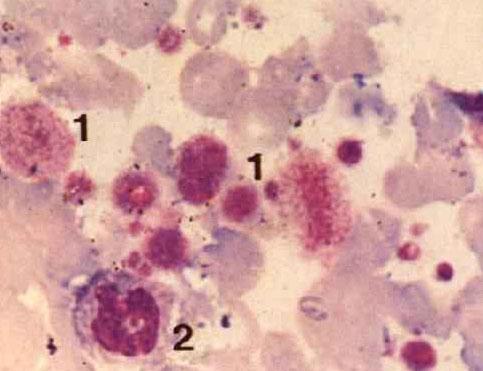 05%,但其产生的血小板却对机体的止血功能极为重要.