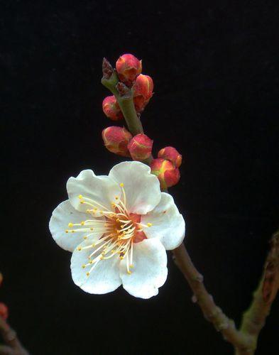 转载无锡梅园玉蝶梅