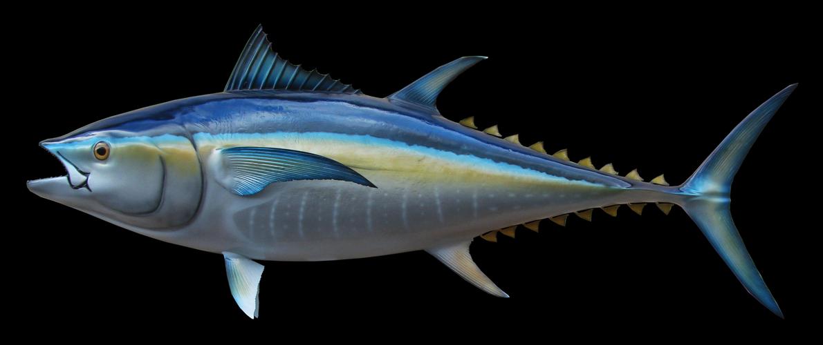 bluefin tuna fish mount