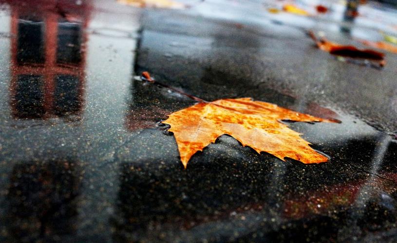 秋雨梧桐,又见外国语的美