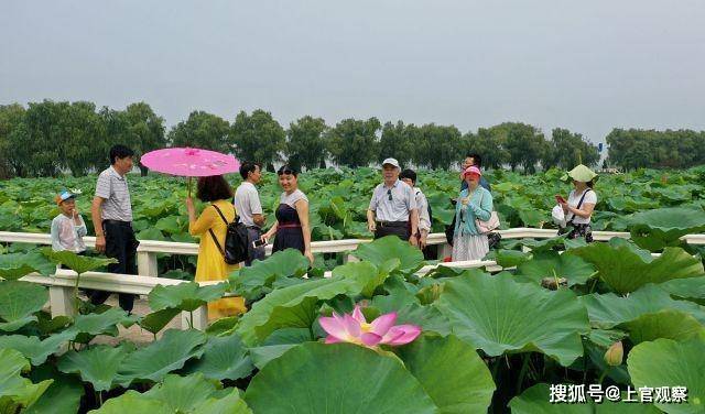 江苏扬州万亩荷花盛开吸引众多游客前来赏花游玩_射阳湖镇_荷园_宝应