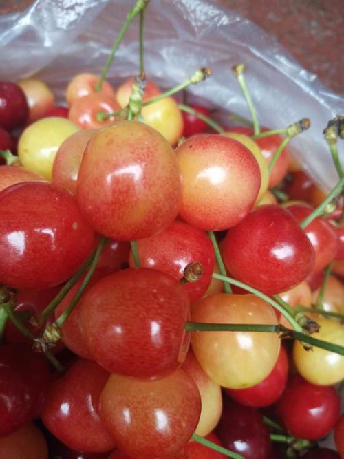 50元/斤的冰壶樱桃,果粒直径约1.5-2厘米.