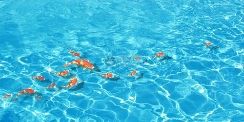 夏季清澈水中游过的鱼