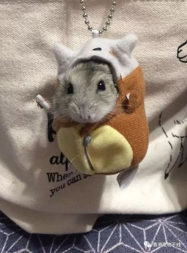 一只霸占皮卡丘衣服的小仓鼠