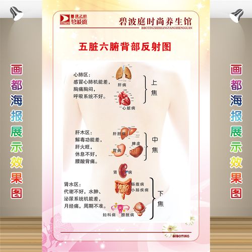 中医养生海报挂图美容院保健养生馆画宣传画五脏六腑背部反射图