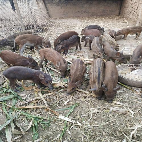 兴安盟养殖野猪有多少利润免费送货