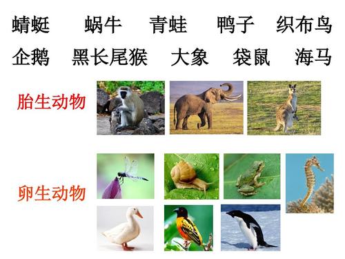 蜗牛 黑长尾猴 青蛙 大象 鸭子 袋鼠 织布鸟 海马 胎生动物 卵生动物