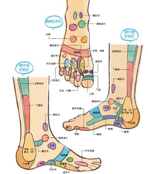 脚部位名称图解 脚的各个部位详细图_脚底板部位名称