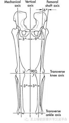 膝关节生物力学