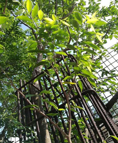 棋楠(奇楠)母树