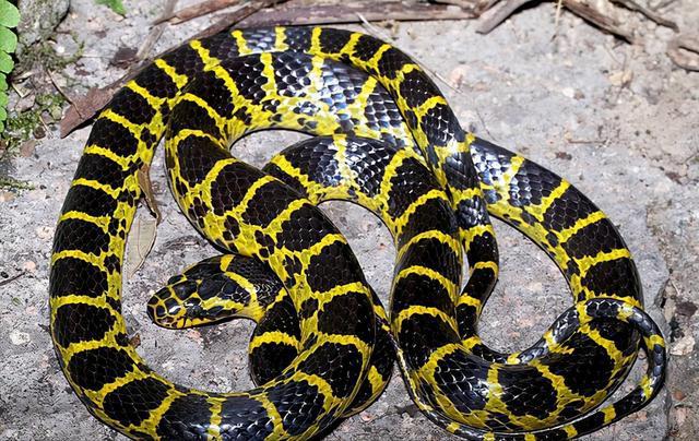 中国十大毒蛇之一的金环蛇有人将它当做无毒蛇对待这是为何