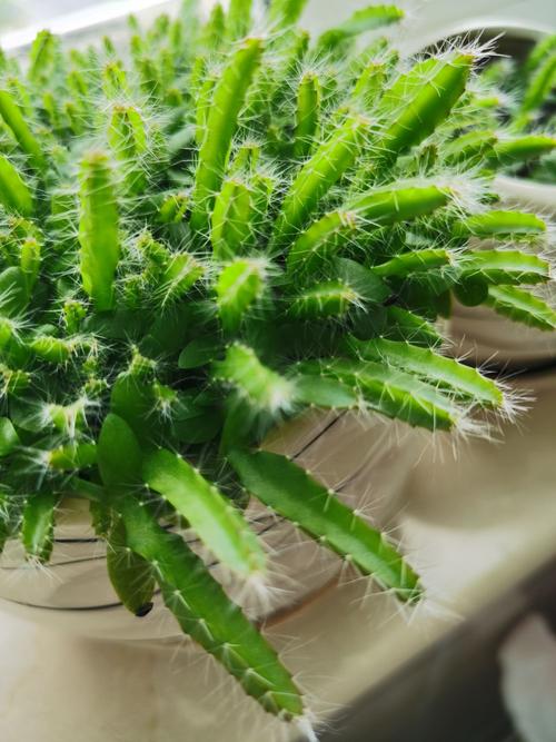 十几天过去了,火龙果长的飞快,最长3cm 有盆小盆栽叶子发黄,不知道