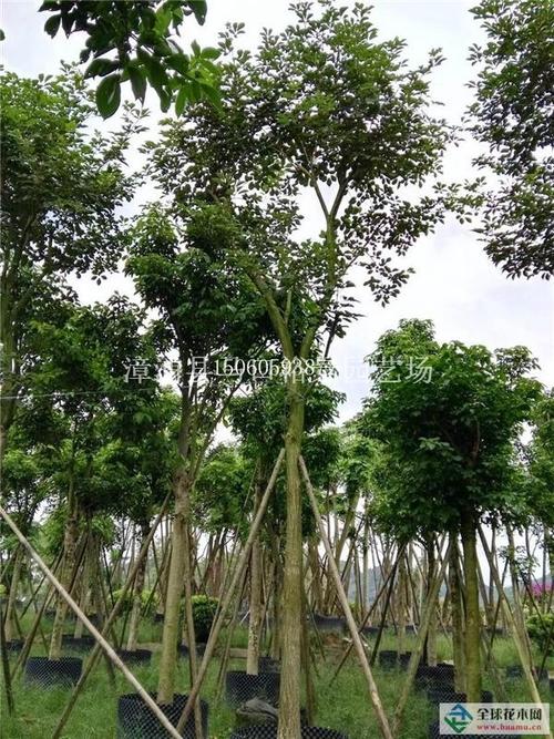 【福建漳州黄花风铃木高3-5米,主营风铃木,大量供应|.