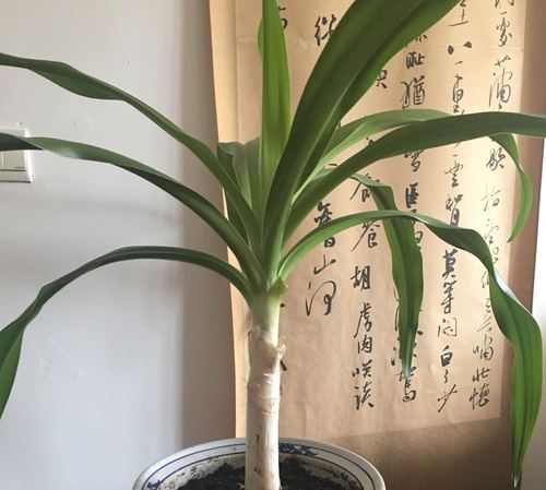 文殊兰一一花中我的最爱