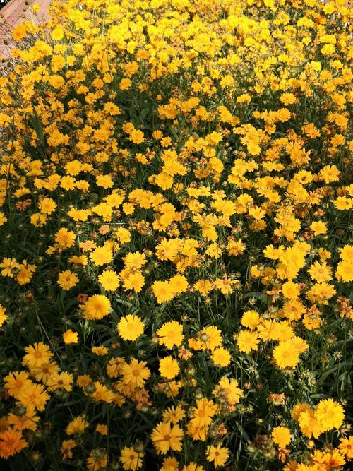 黎晓的美篇~日光菊