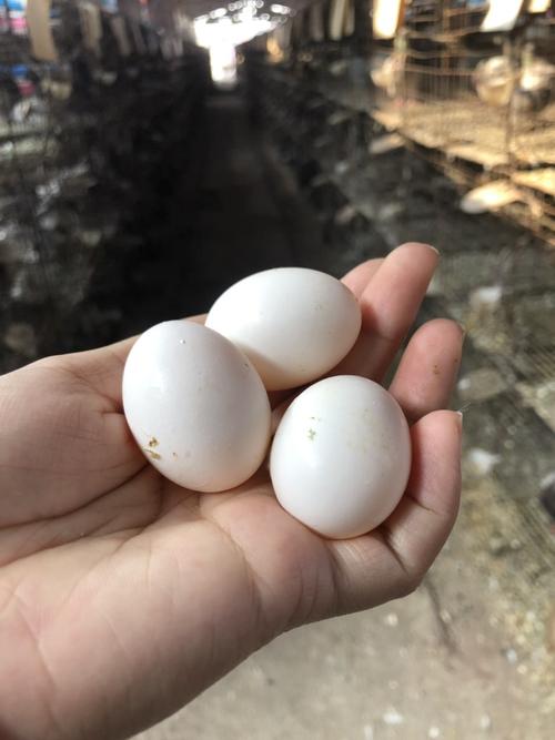 新鲜鸽子蛋