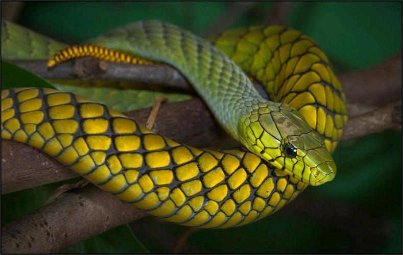 科技 自然 曼巴蛇拉丁学名:dendroaspis polylepis 中文名:黑曼巴