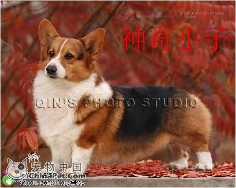 天生没有尾巴的狗是什么品种