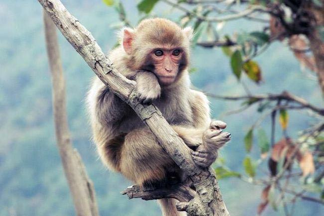 人工养殖猴子去哪里买