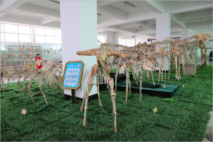 天宇自然博物馆(平邑)