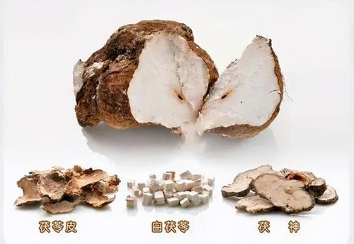 网易首页>网易号>正文申请入驻> 茯神:茯苓菌核中间天然抱有松根(即