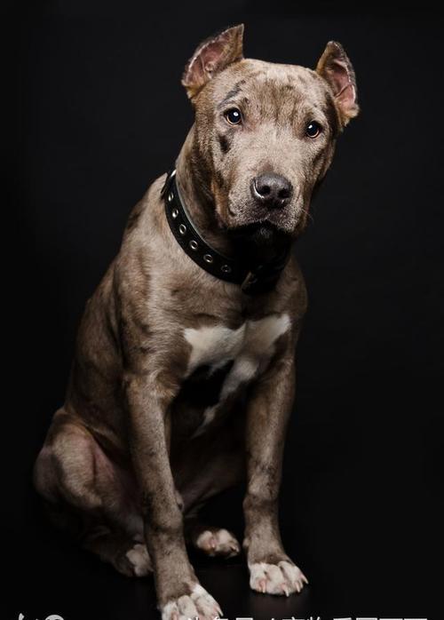 城市公寓饲养比特犬,一次菜市场的经历,让狗狗主人