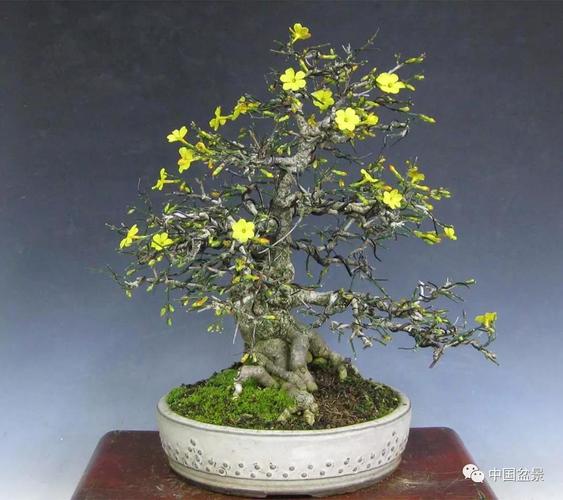 迎春花盆景欣赏