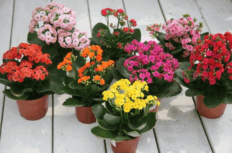 长寿花开花不长寿给它吃点鸡蛋壳花苗呼呼长