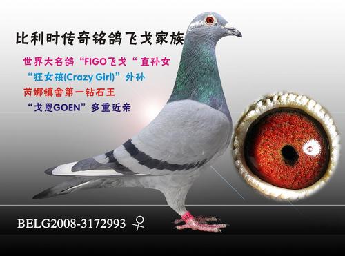 世界大名鸽"飞戈" 直孙女 保证金级 拍卖