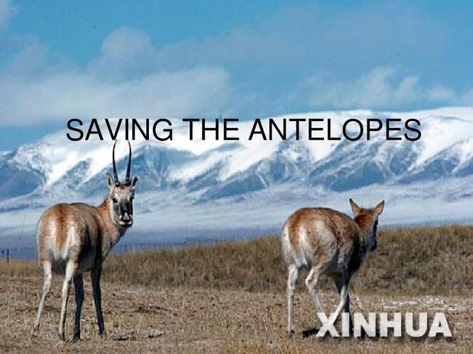 b5m6 saving the antelopesppt