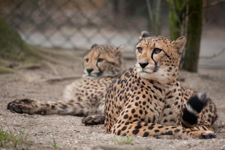 豹亚科,猎豹,2 两,动物