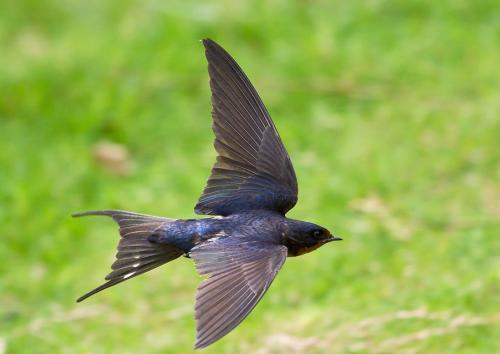 在古代相传动物和人呆久了就会有灵性,而今天我们要说的就是一种非常