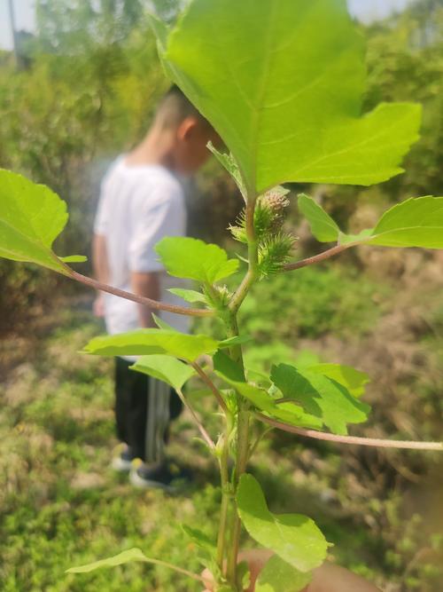 苍耳妈妈和苍耳宝宝