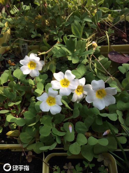 酢浆草 秋植 一片心