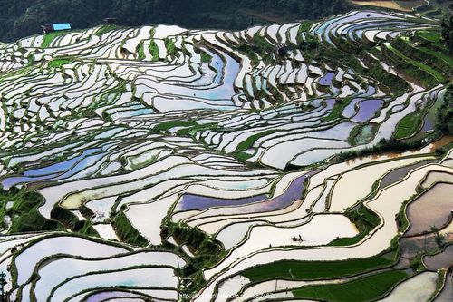 贵州加榜梯田