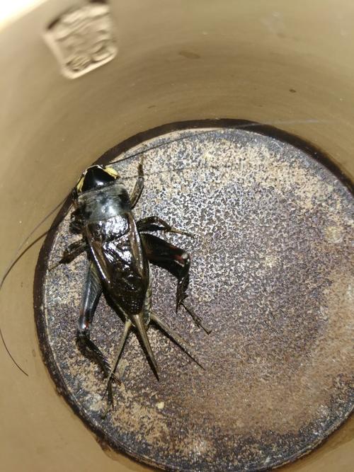 聊一聊北京的一位老油葫芦份家