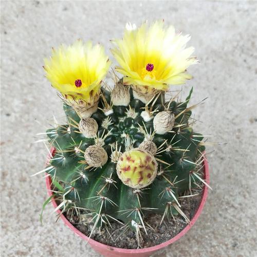 多肉狮子王仙人开花植物实生仙人掌防辐射易种阳台多肉植物