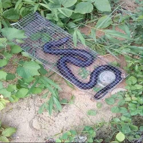 鼎立(dingli) 蛇笼捕蛇笼蛇袋网户外蛇笼子捉蛇笼子捕蛇笼捕蛇器笼子
