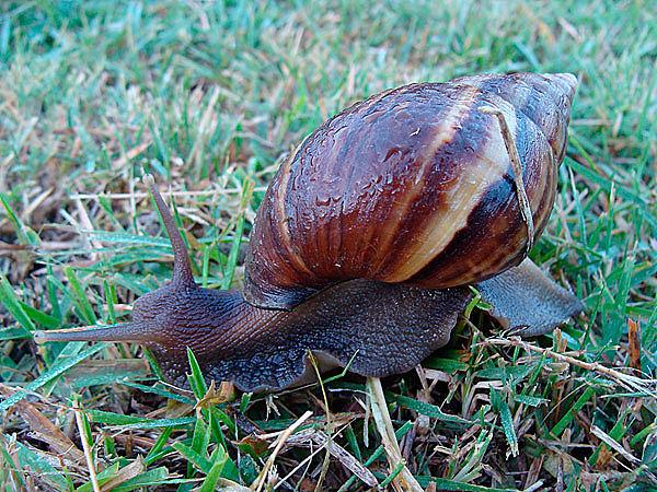 蜗牛图片_图片大全