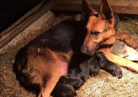 德牧当妈妈后性格大变与以往完全不同主人这是我的狗