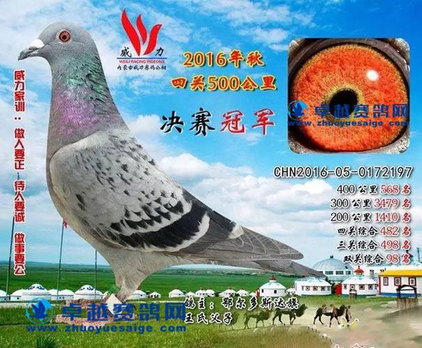 内蒙古威力赛鸽公棚决赛冠军